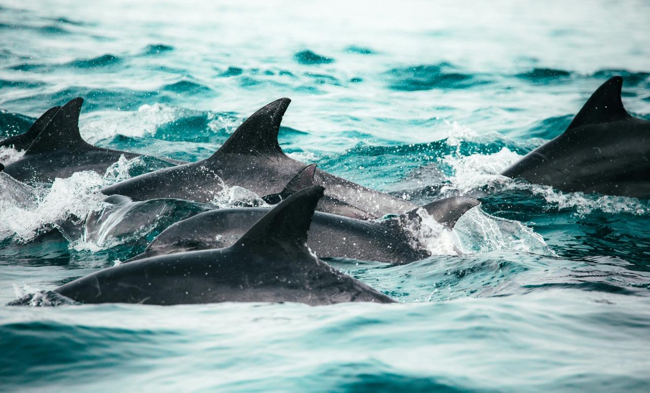 Pod of dolphins swimming in the sea