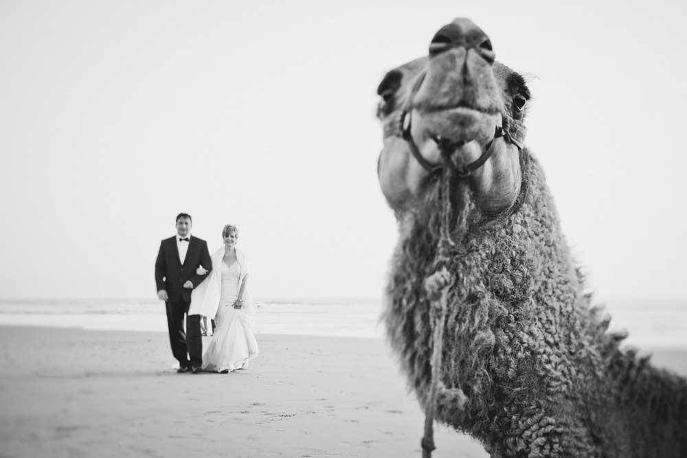 camel-photobomb