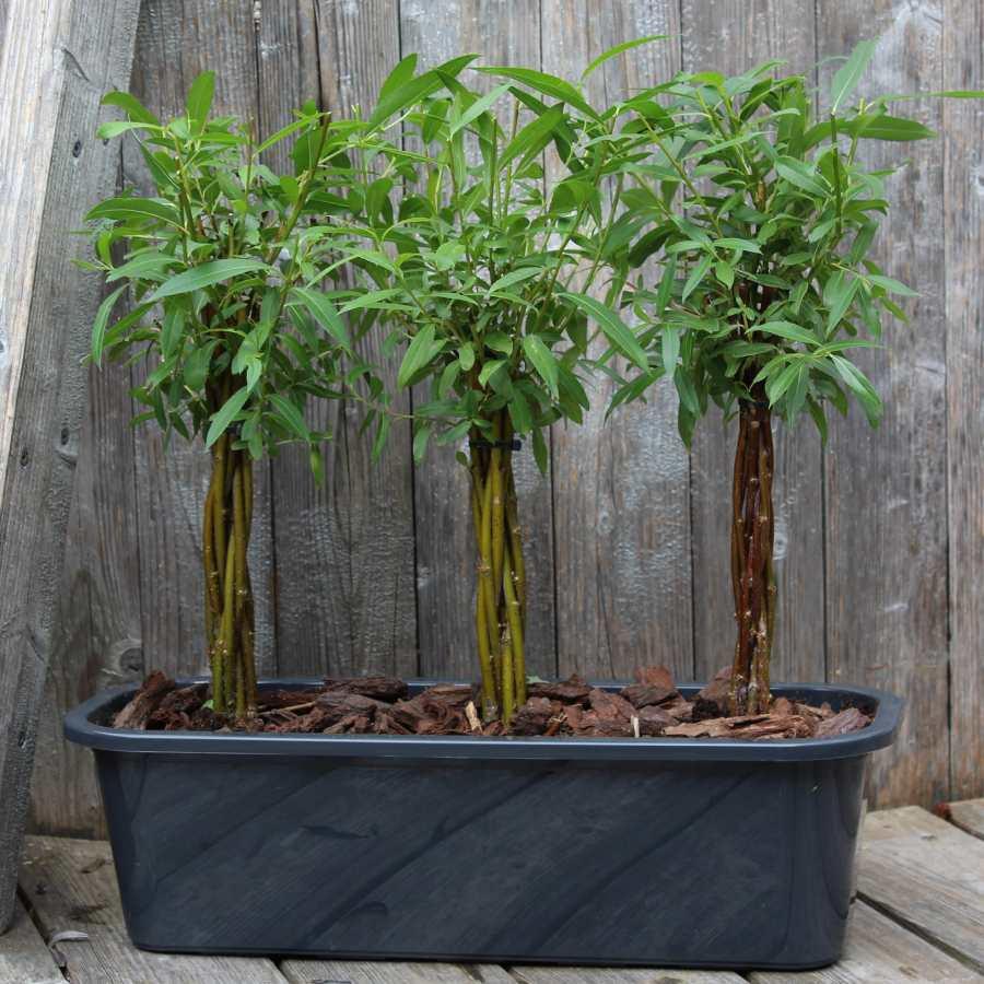 A trio of willow wand plants in a blue container. 