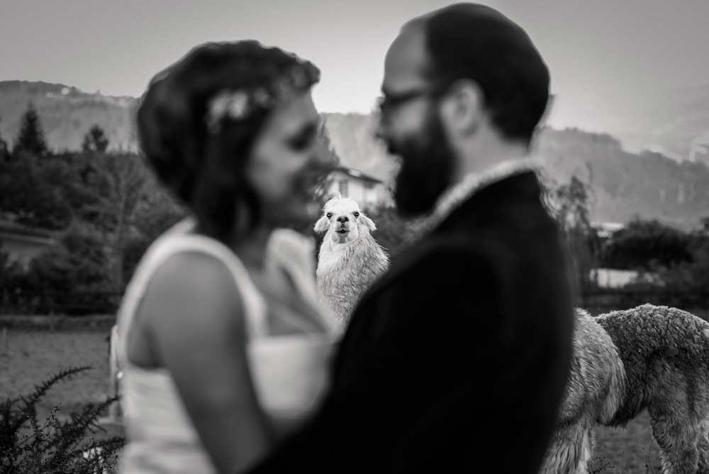 llama-photobomb-wedding