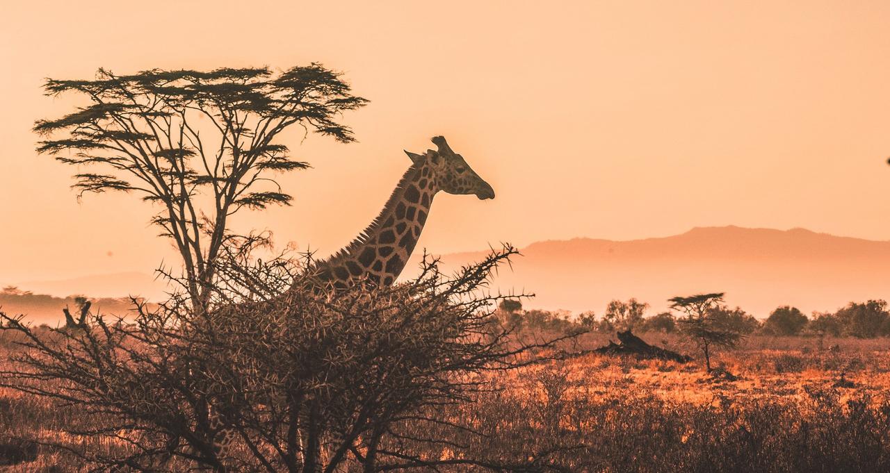 Your Ultimate Safari Honeymoon Guide: Everything You Need to Know