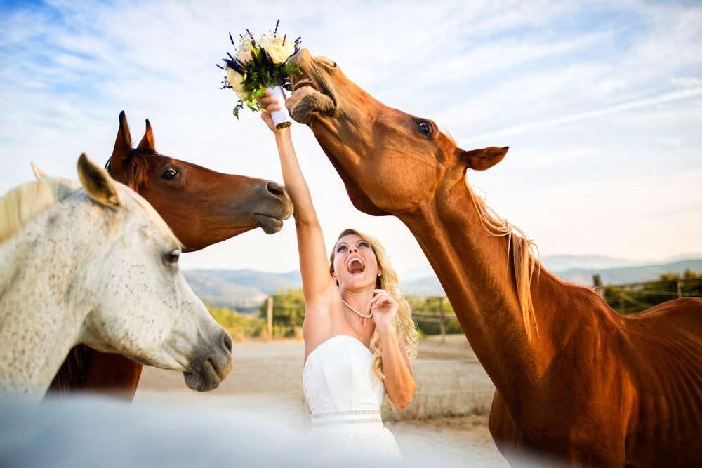horse-photobomb-wedding