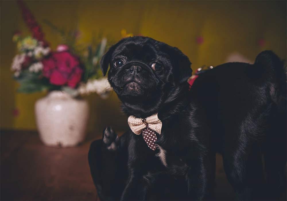 4 Things To Consider Before Including Your Dog In Your Wedding