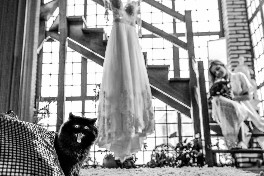 cat-photobomb-wedding