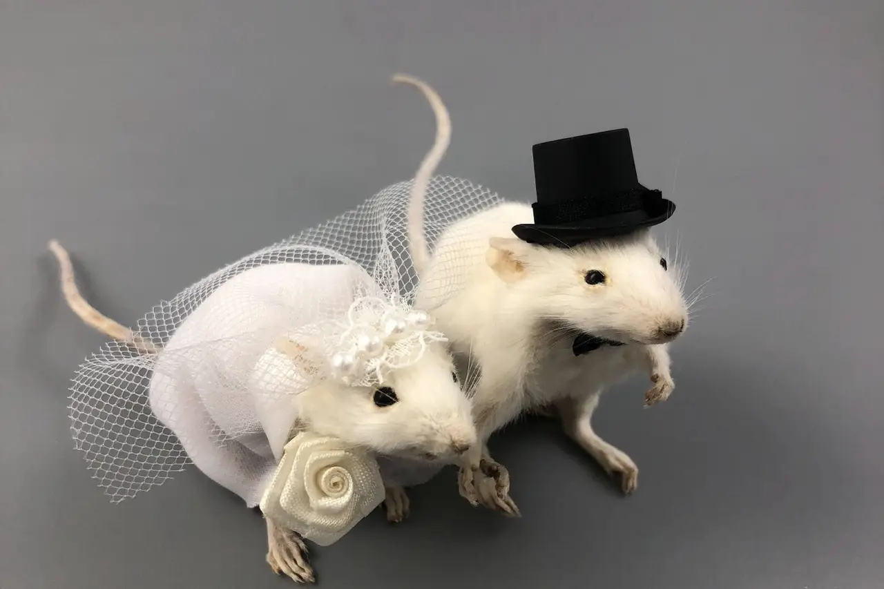 What Does Rat Bride Mean We Explain the TikTok Trend hitched