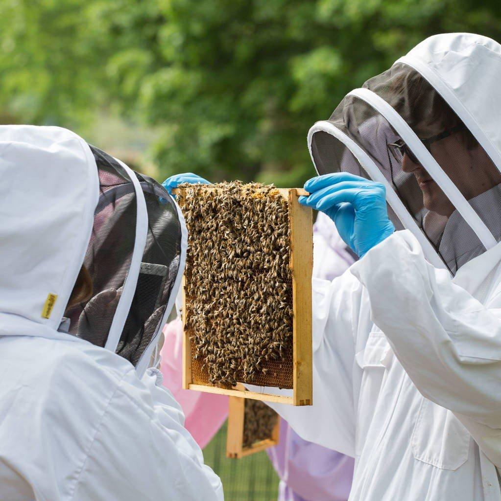 Beekeeping
