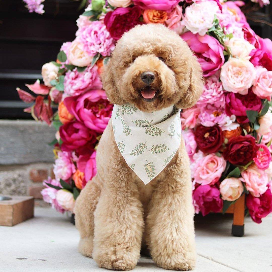 Dog tweed wedding outlet outfit