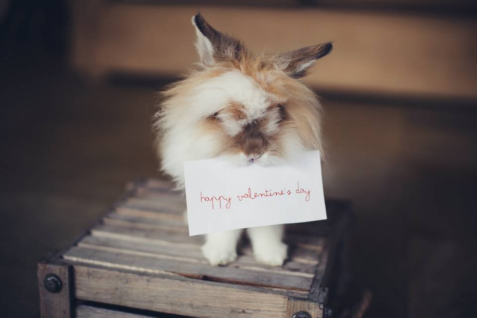 Valentine's Day Messages: What to Write in a Valentine's Day Card