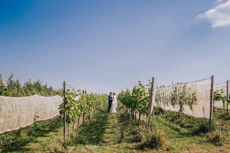 A newly married couple stands between the vines at a vineyard, far from the camera. The plants are green and the sky a light blue.