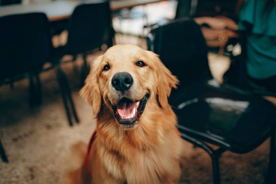 A golden retriever seemingly smiling at the camera demonstrating their golden retriever energy