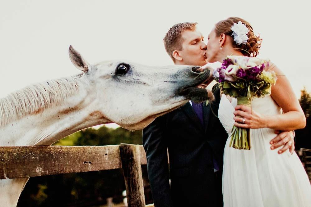horse-at-wedding