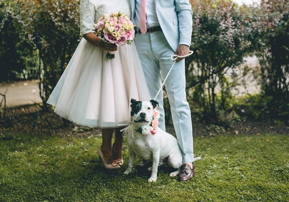 Dog Wedding Attire To Keep Your Pup Stylish on the Big Day