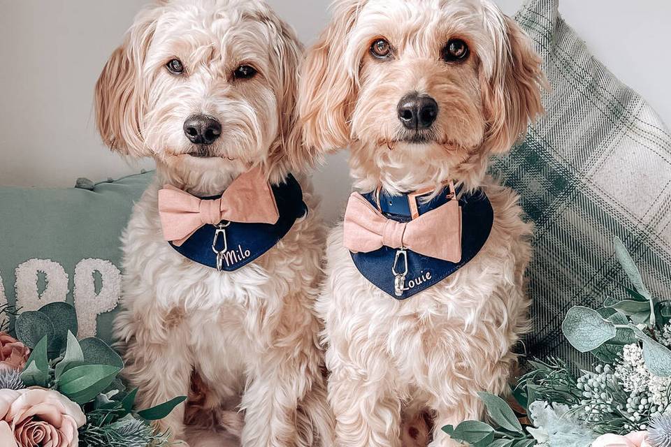 Two dogs wearing dog wedding outfits consisting of bow tie bandanas personalised with their names
