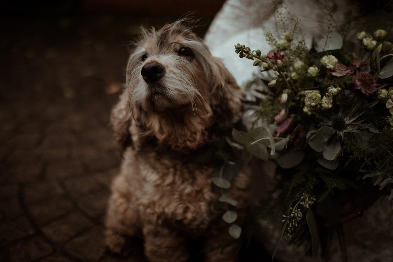 Cocker spaniel with his head tilted up next to a foliage rich wildflower bouqet