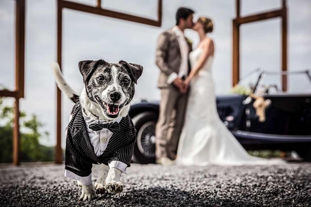 dog-wedding-guest
