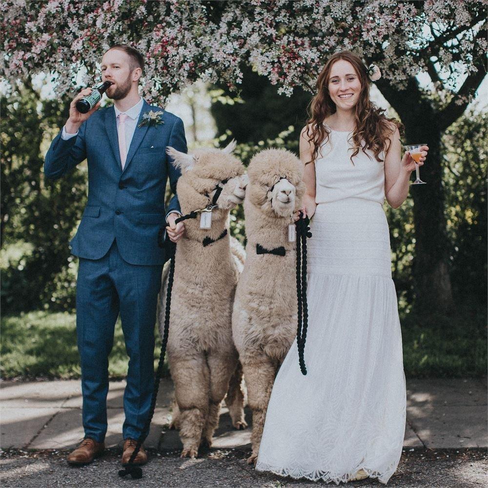 A newlywed couple, each with a drink in their hand, with two alpacas in between them and pink and white trees in the background