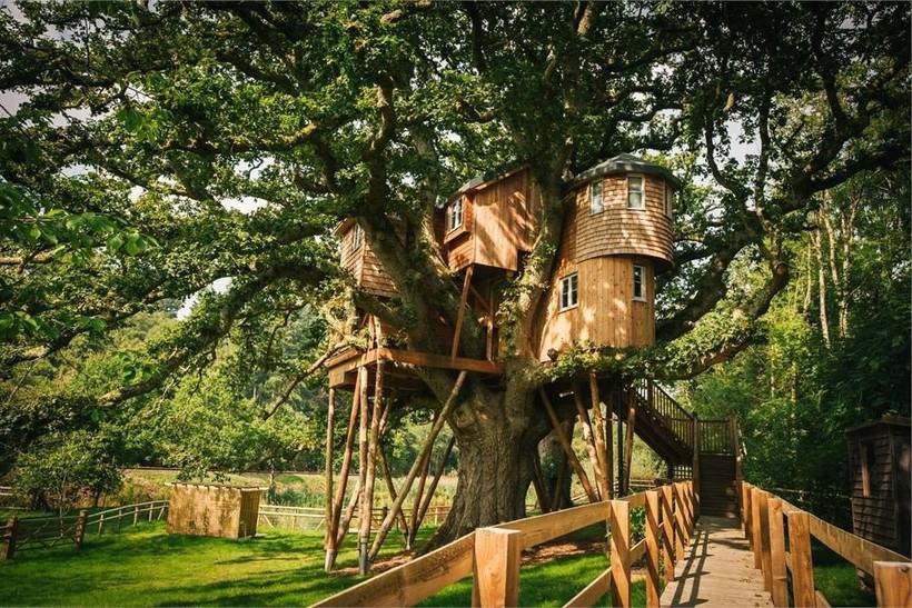 A wooden treehouse is nestled within a giant tree, which fans out over the green grass below.