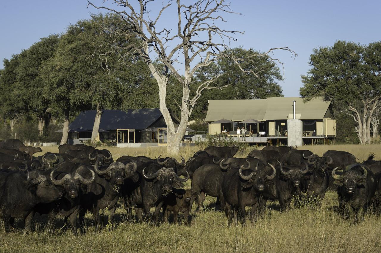 Linkwasha Camp, a tented safari camp with a gang of buffalo in front of it