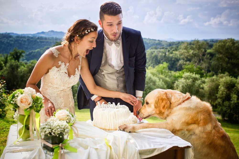 dog-eating-wedding-cake