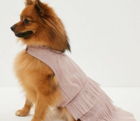 Match Your Dog to Your Bridesmaids With These Bridesmaid Dresses for Dogs