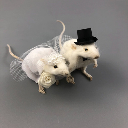 What is a Rat Bride? The New TikTok Trend Explained