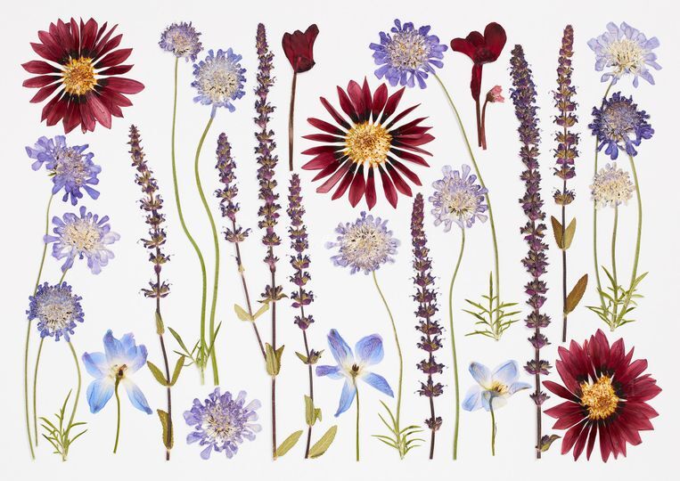 Pressed Floral Art