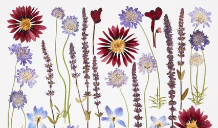 Pressed Floral Art