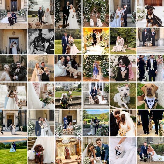 Walkies & Weddings by Ellis