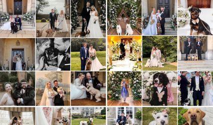 Walkies & Weddings by Ellis