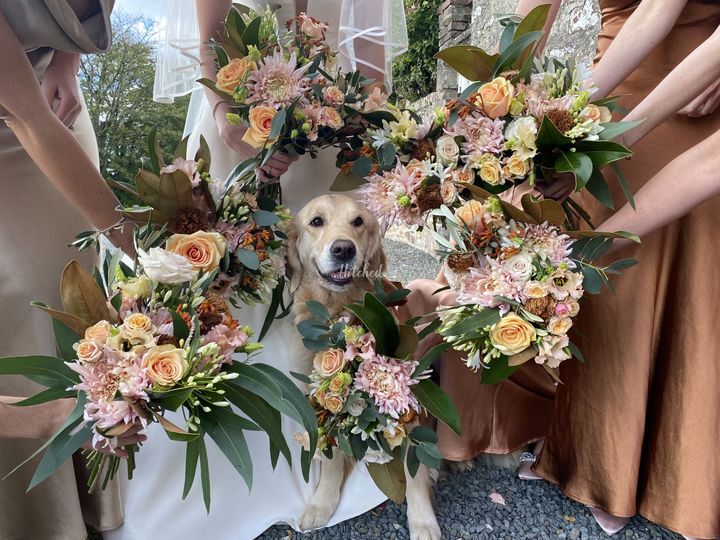 A Pad 4 Paws - Dog Chaperoning