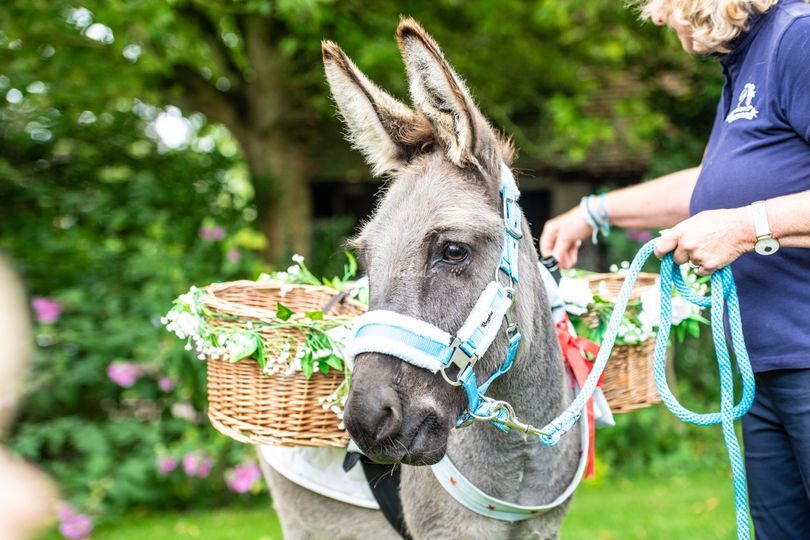 The Champagne Donkey
