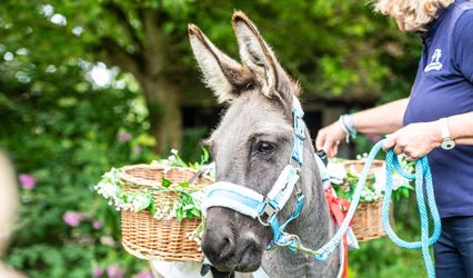 The Champagne Donkey