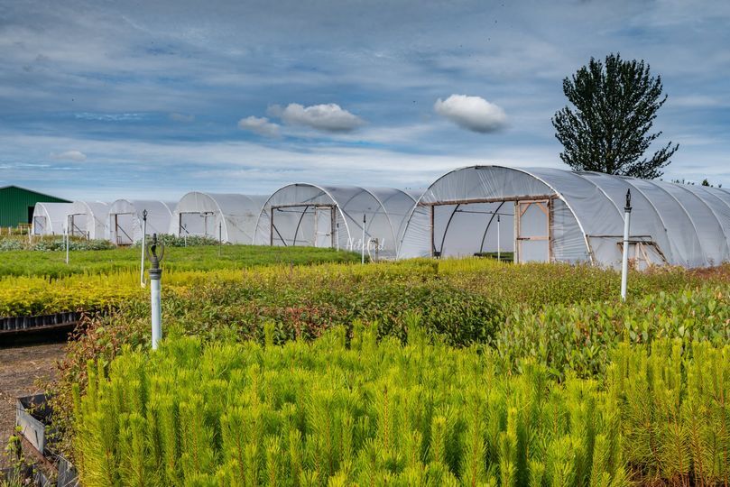 Christie-Elite Nurseries