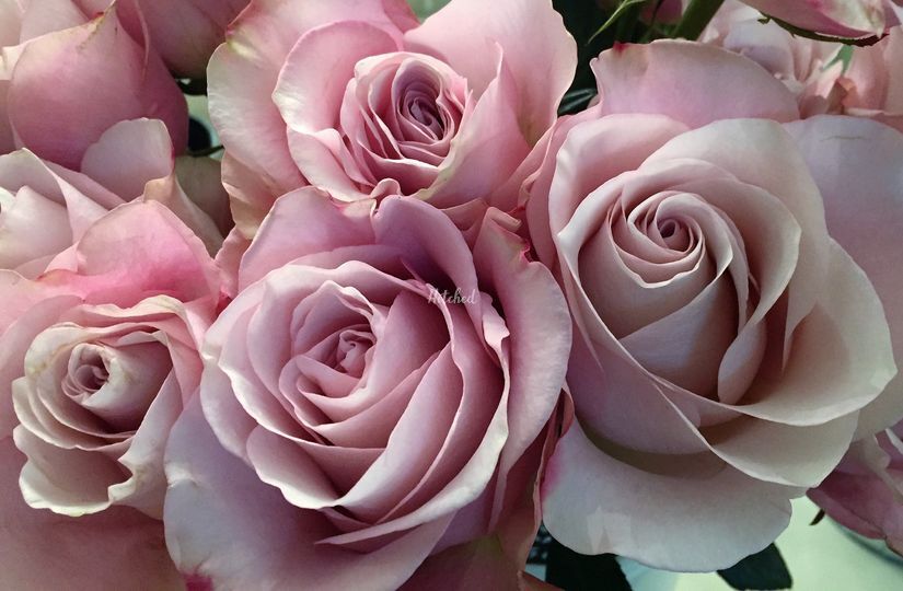 Lucas May Florist & Gifts