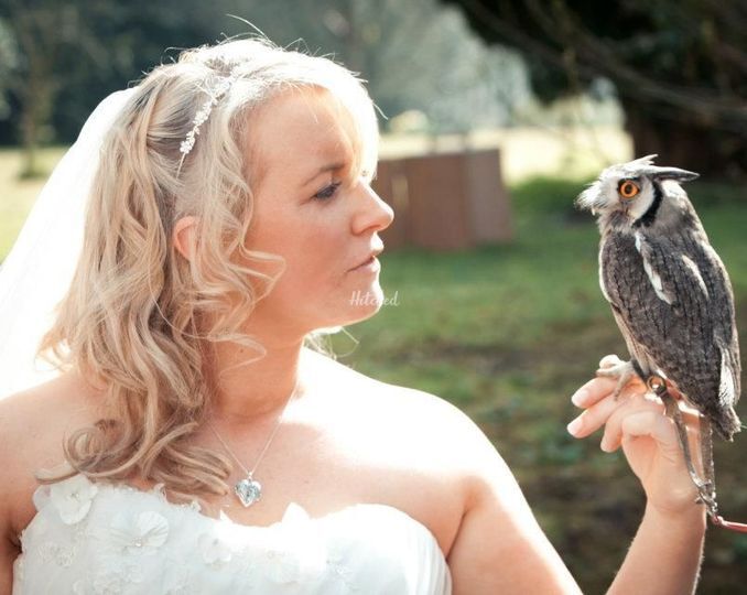 Pembrokeshire Falconry