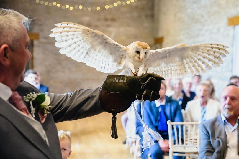 Apollo Falconry