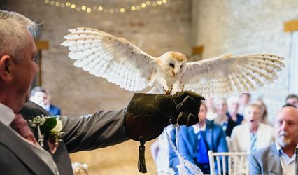 Apollo Falconry
