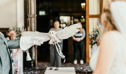 CSR Falconry