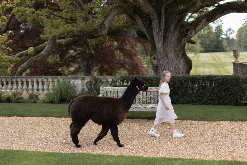 Grainmarket Alpacas Ltd