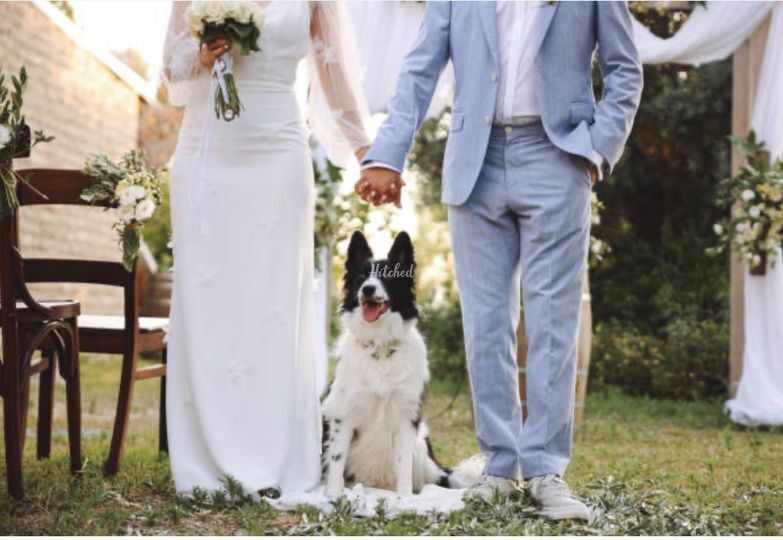 A Very Good Guest - Dog chaperone service