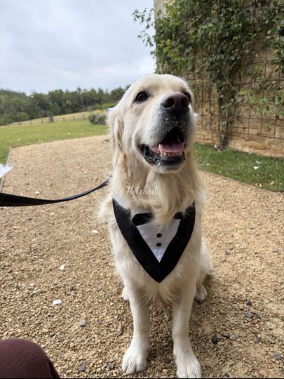 Little Hound Weddings