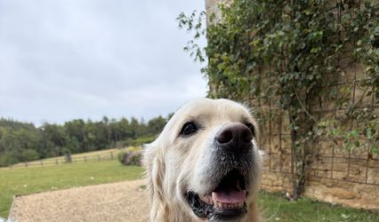 Little Hound Weddings