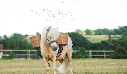 The Confetti Pony