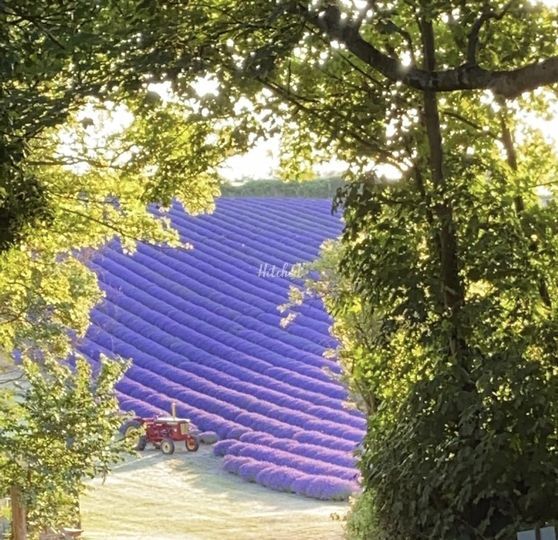 Lordington Lavender