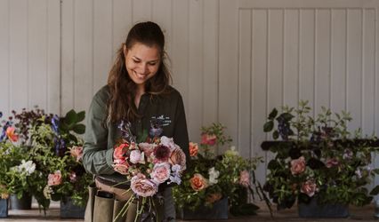 Dorothy Seed Ltd