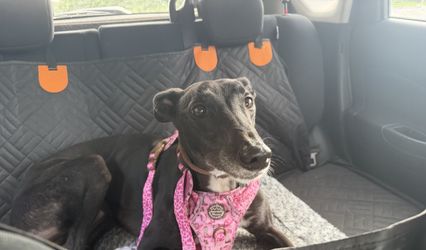 Micropet Surfleet
