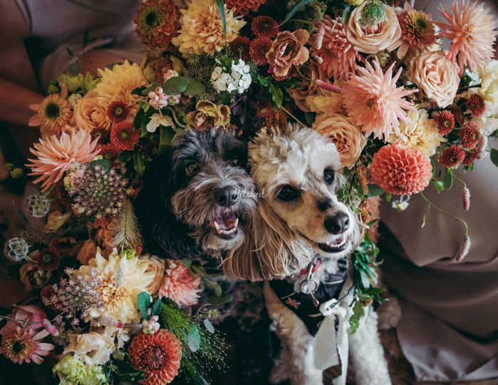 Bark Boss Wedding Dog Chaperone