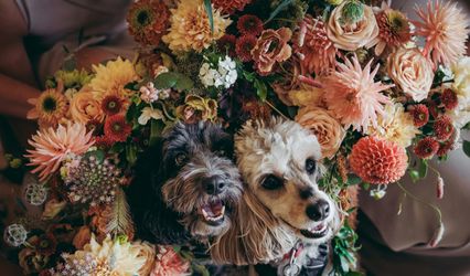 Bark Boss Wedding Dog Chaperone