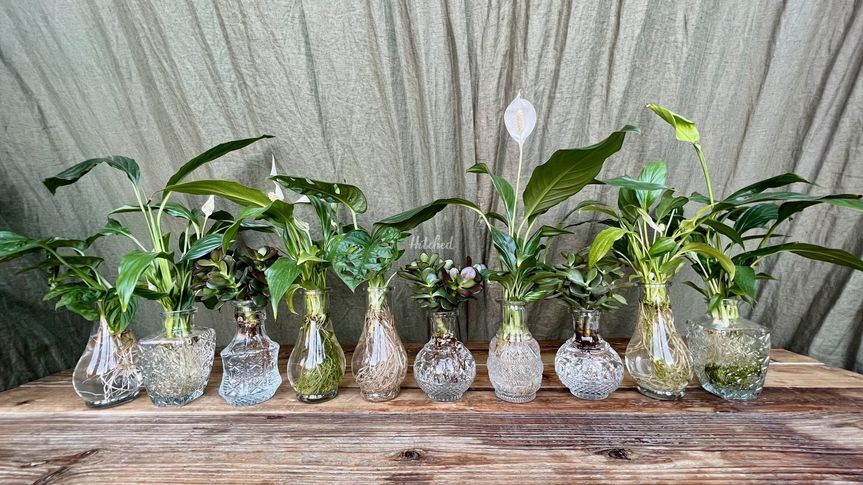 The Buddery Botanist