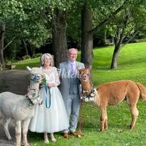 Knightley Alpaca Trekking